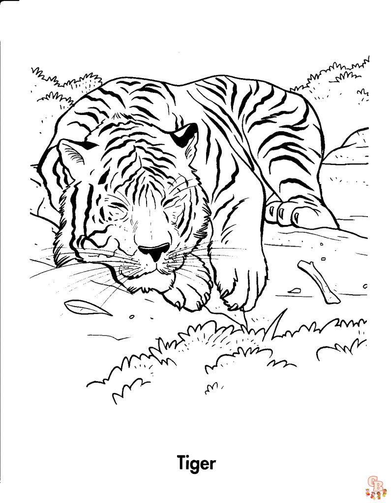 Colorir O Jogo De Páginas Do Tigre Do Livro Imagens Coloridas E