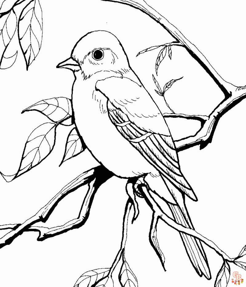 coloriage oiseaux