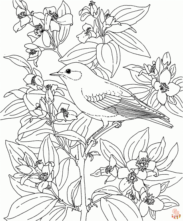 coloriage oiseaux