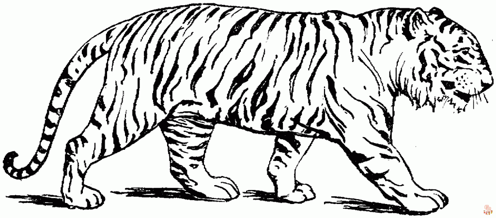раскраска тигр