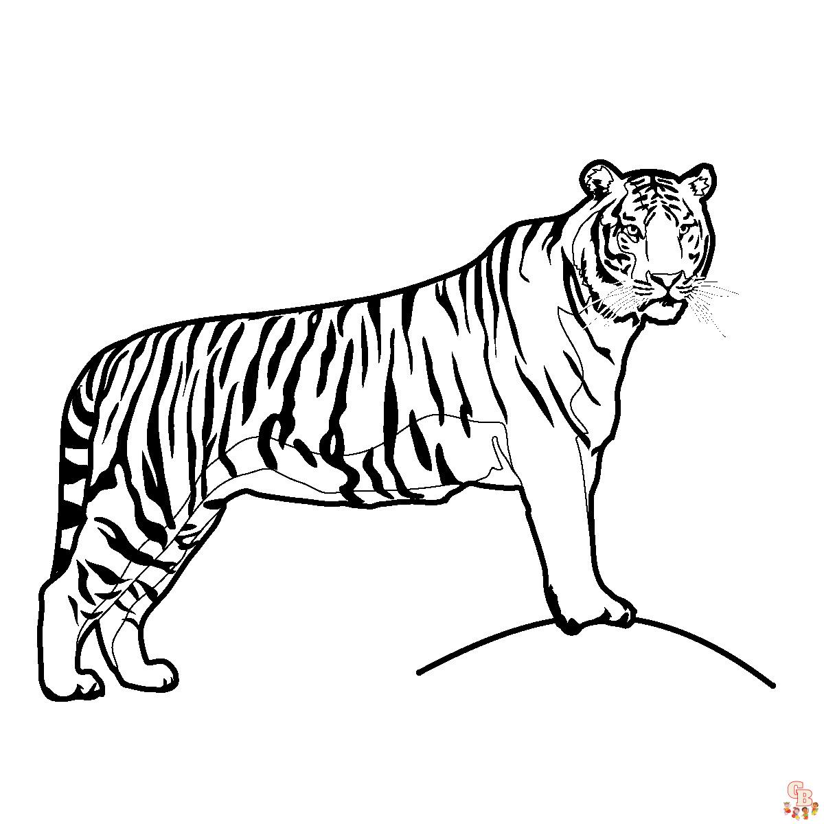 tigri da colorare